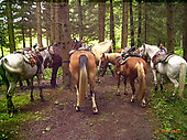 Mehrtägige Wanderungen zu Pferd im Bayerischen Wald