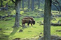 Tiere im Nationalpark Bayerischer Wald