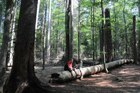 Wanderungen im Nationalpark Bayerischer Wald