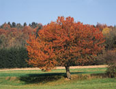 Herbstlandschaft im Bayerischen Wald
