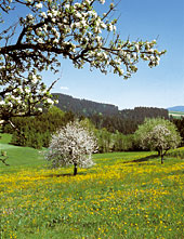 Frühlingslandschaft zu Ostern im Bayerischen Wald