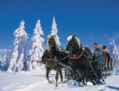 Pferdekutschfahrten im Winter im Bayerischen Wald