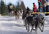 Schlittenhunderennen im Bayerischen Wald - Haidmühle