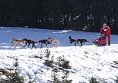 Bayerischer Wald - Schlittenhunderennen im Bayerischen Wald