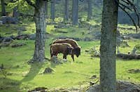 Tierfreigelände im Nationalpark Bayerischer Wald
